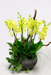 Sarı Orkide Tasarımı