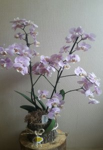 Kütük Pembe Orkide