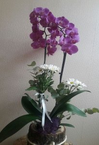 Kütük Mor Orkide