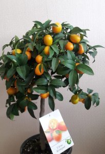 Citrus Kumkuat Ağacı