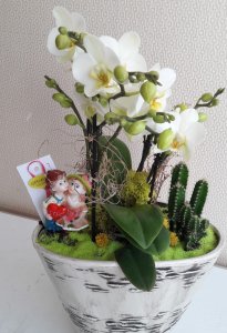 İthal Saksıda aşkım ve orkidem