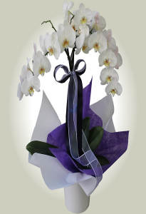 Çift Dallı Beyaz Orkide  Kişiye Özel Endless Love
