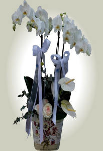 Orkide Tanzim