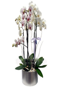 Metal Saksıda 4lü orkide