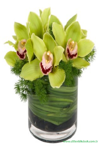 Silindir Vazoda Orkide