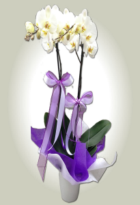 2 Li Beyaz Orkide